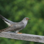 Common,cuckoo,(cuculus,canorus),cuckoo,sitting,on,railing ,wild,bird