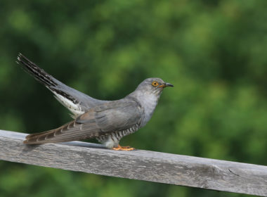 Common,cuckoo,(cuculus,canorus),cuckoo,sitting,on,railing ,wild,bird