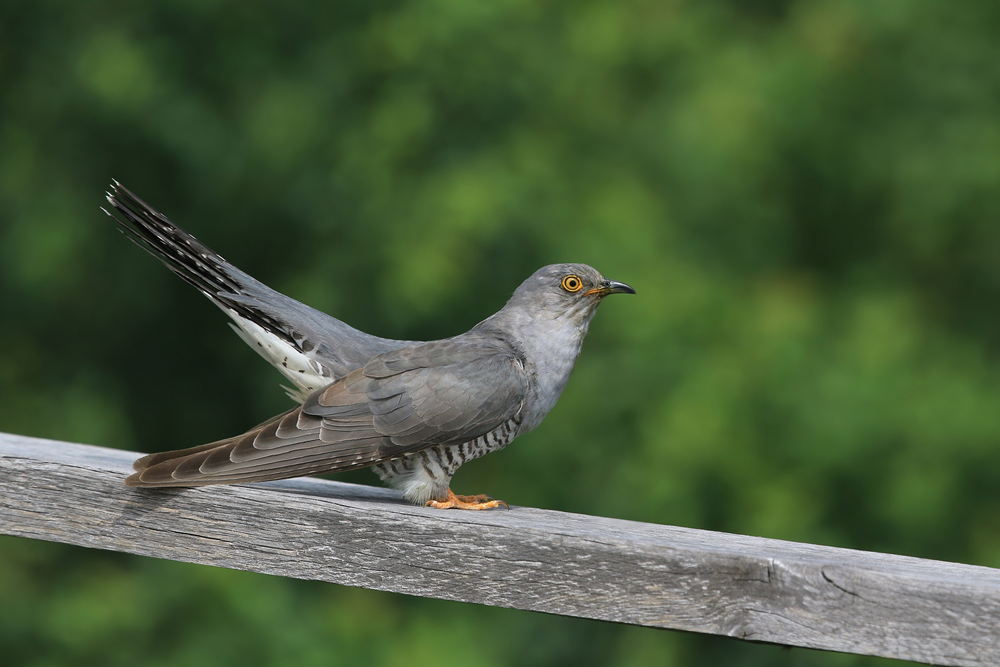 Common,cuckoo,(cuculus,canorus),cuckoo,sitting,on,railing ,wild,bird