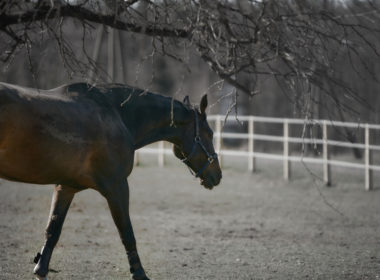 Horse,at,the,wild,life