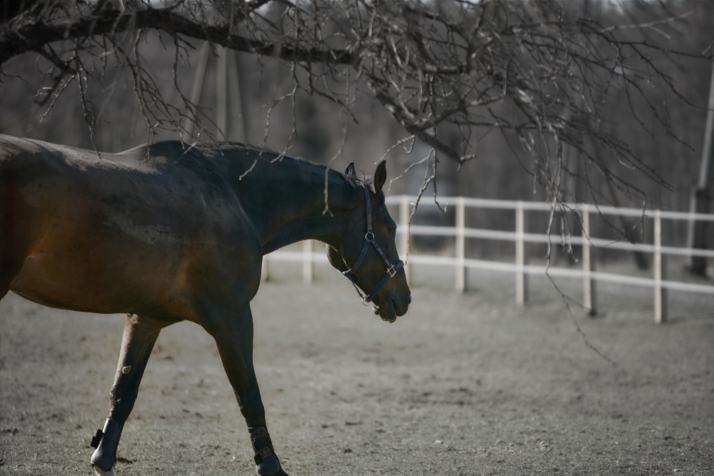 Horse,at,the,wild,life