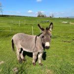 Donkey,relaxing,in,the,spring,sunshine,,with,open,fields,,and