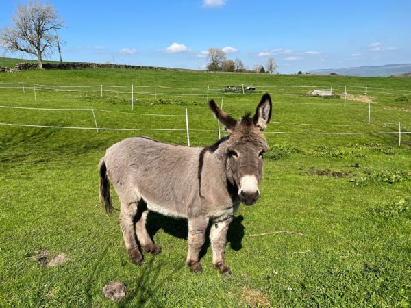 Donkey,relaxing,in,the,spring,sunshine,,with,open,fields,,and