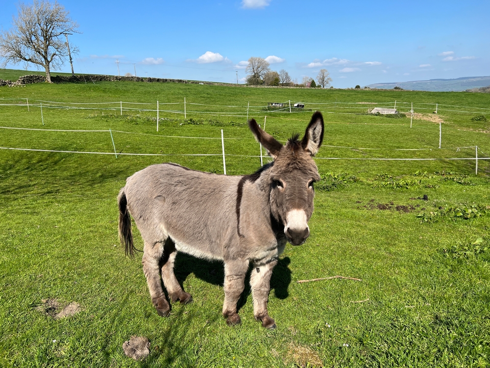 Donkey,relaxing,in,the,spring,sunshine,,with,open,fields,,and