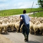 Shepherd,and,sheep