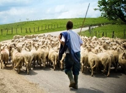 Shepherd,and,sheep
