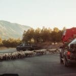 "traffic,jams",on,crete,mountain,roads ,left,turn,on,mountain